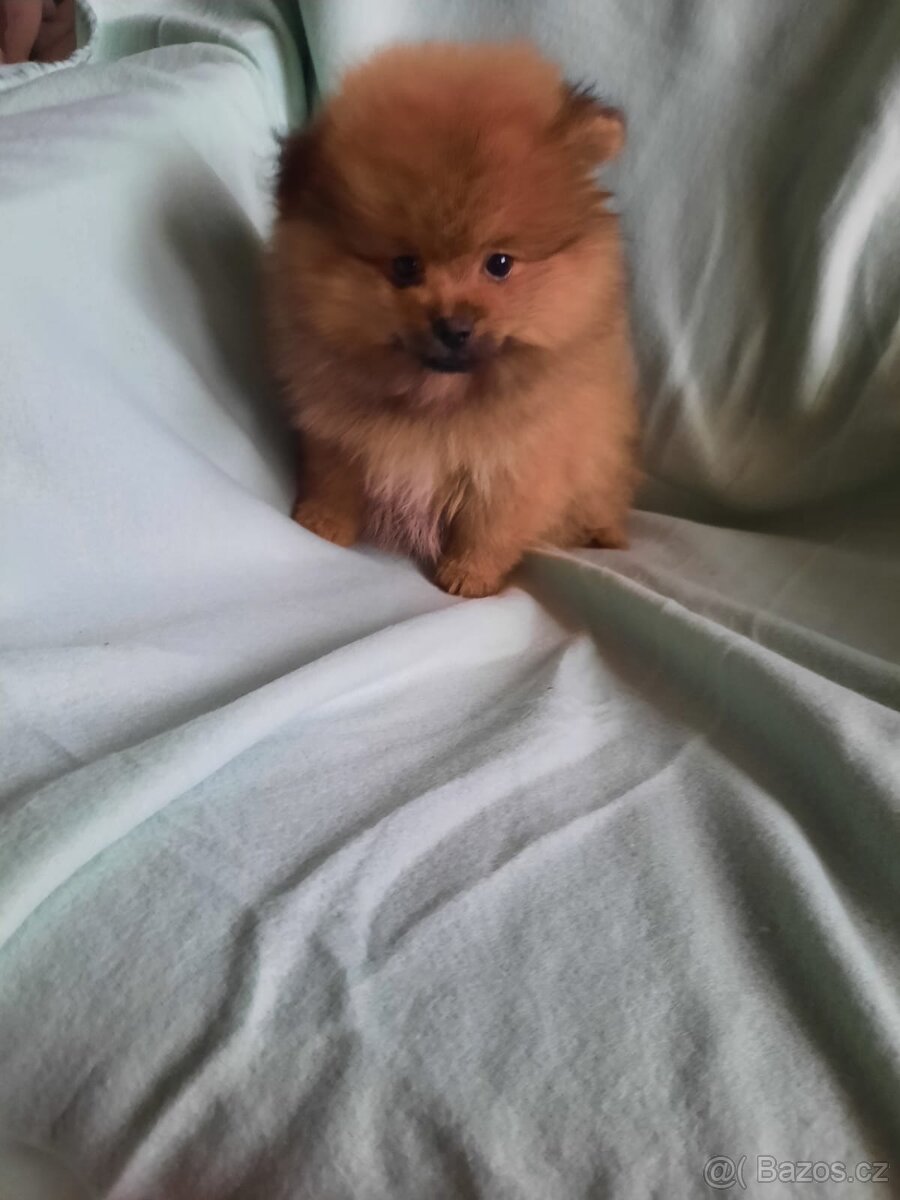 Pomeranian