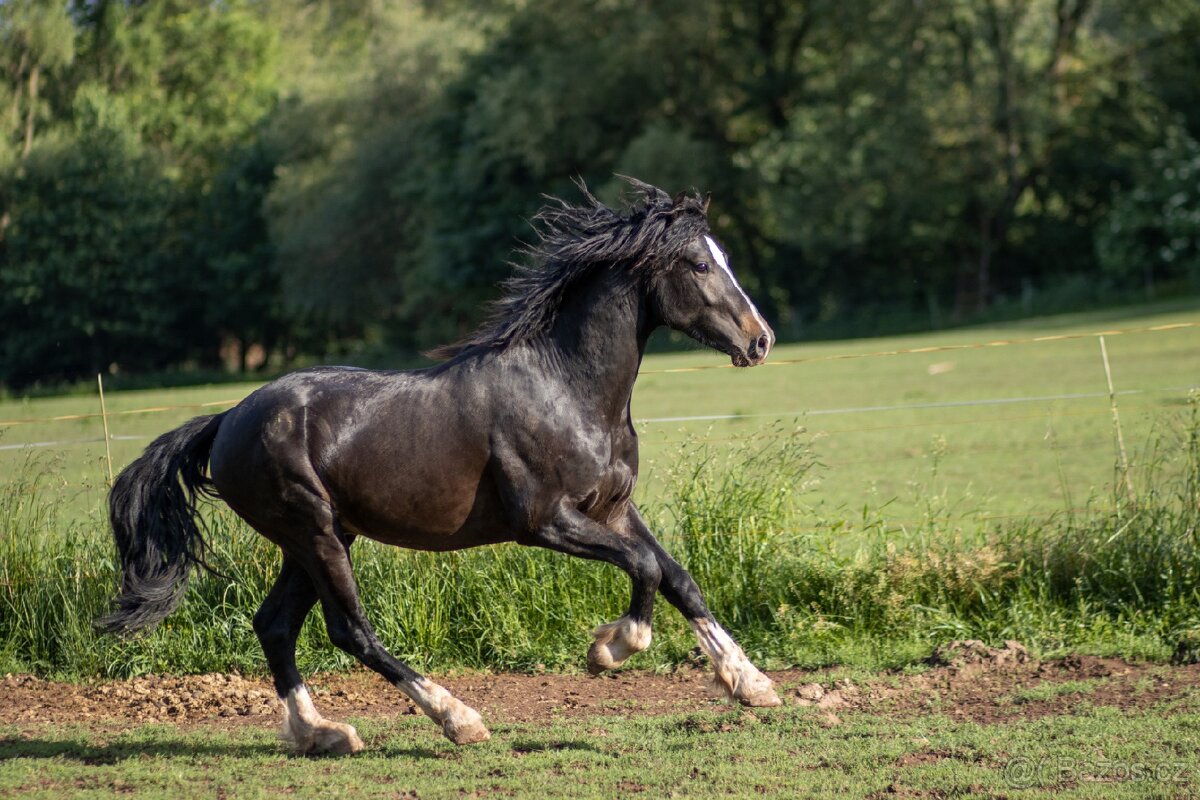 Welsh part bred dvouletý hřebeček