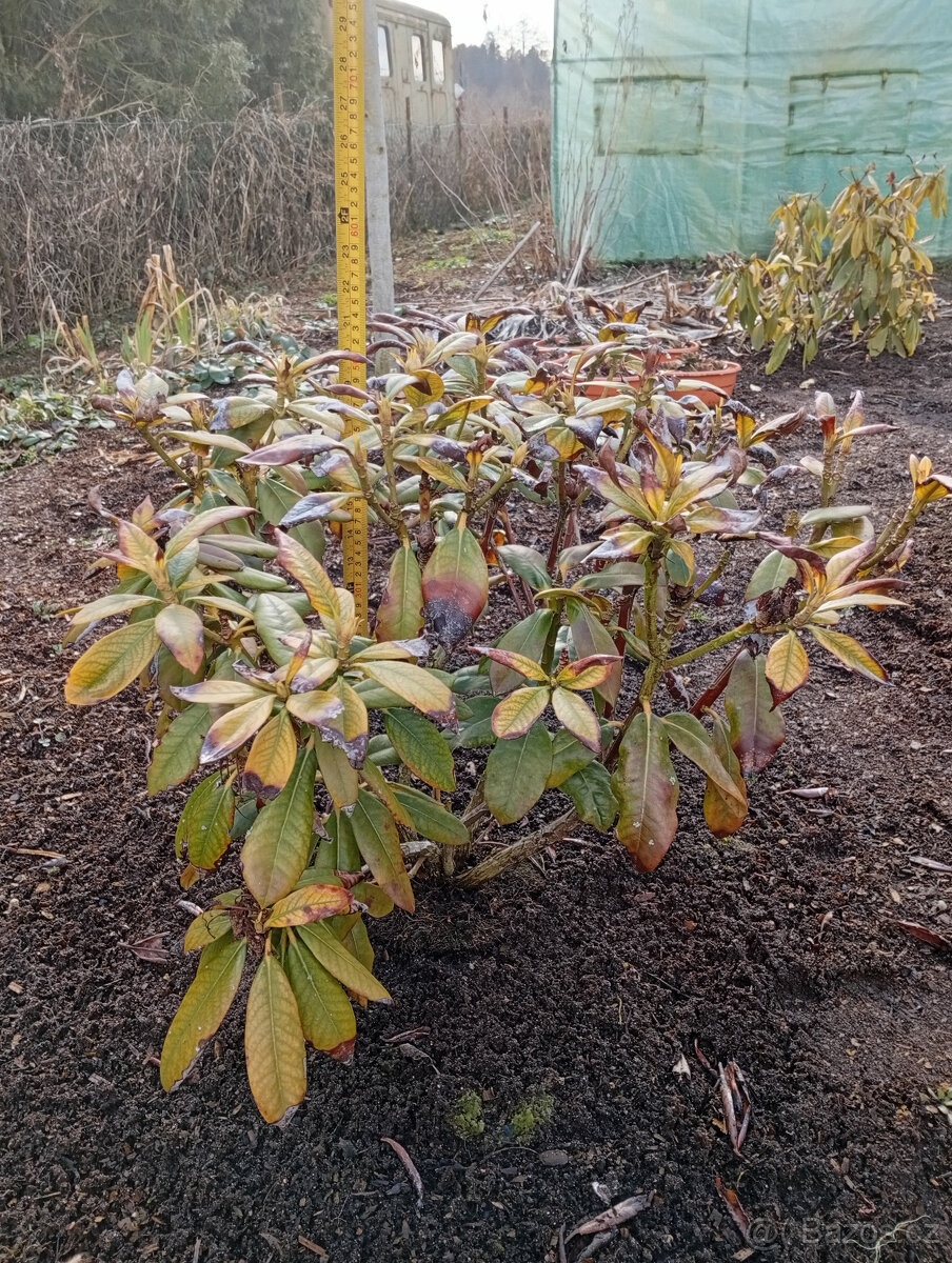 RHODODENDRON