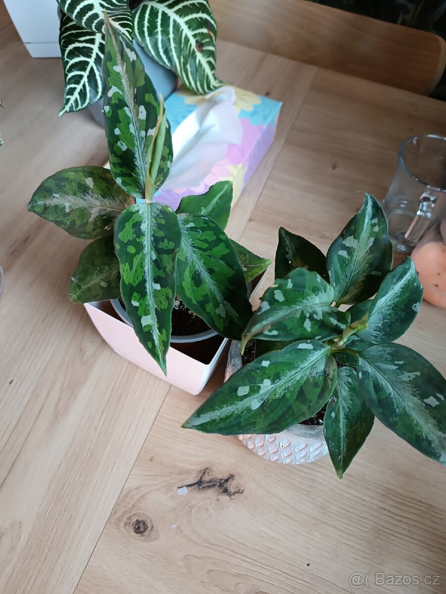 Aglaonema Pictum tricolor - baby rostlina