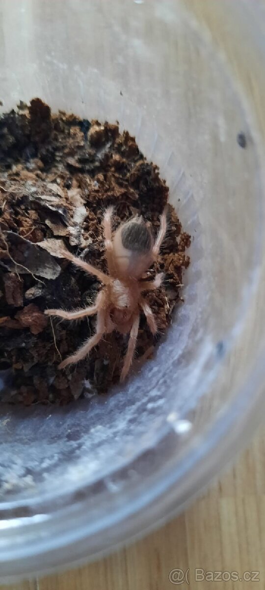 Lasiodora parahybana