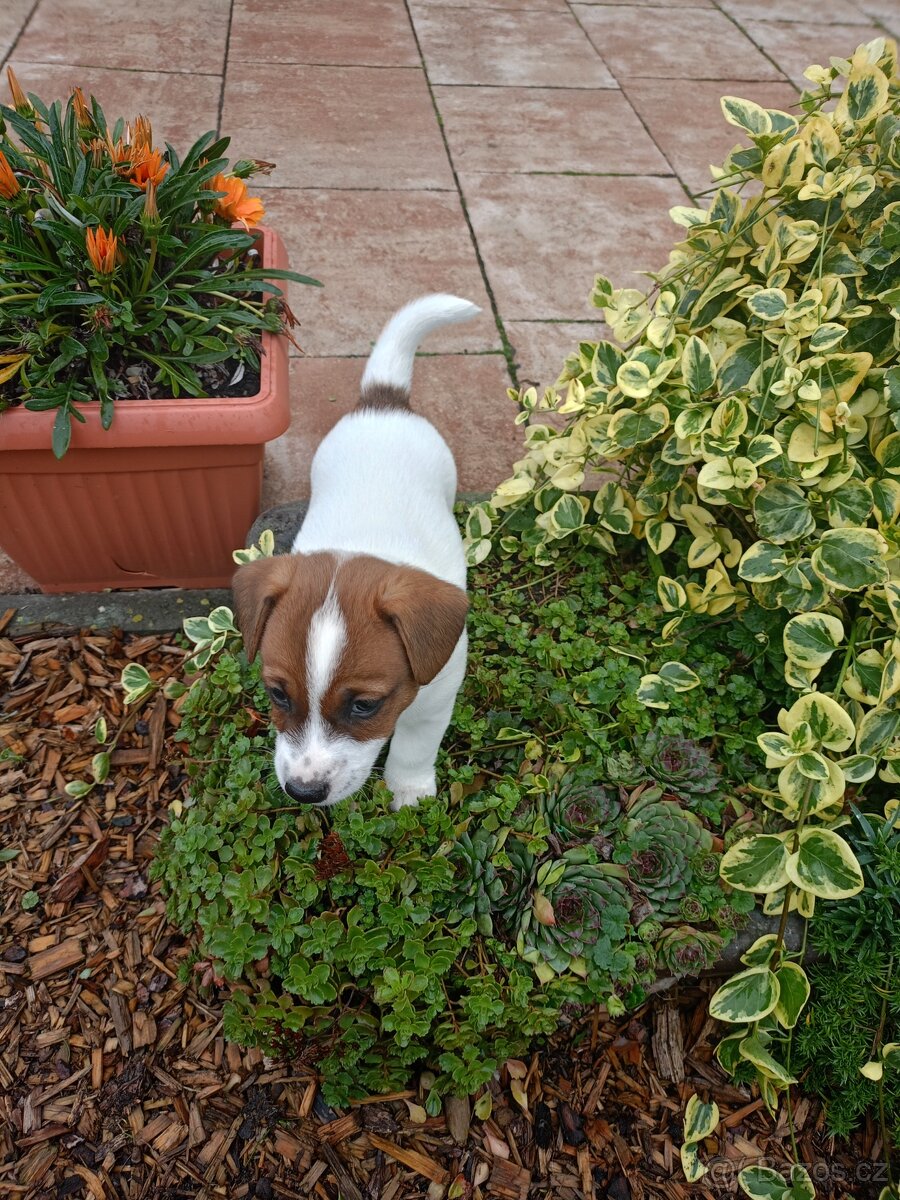 Jack Russel terier