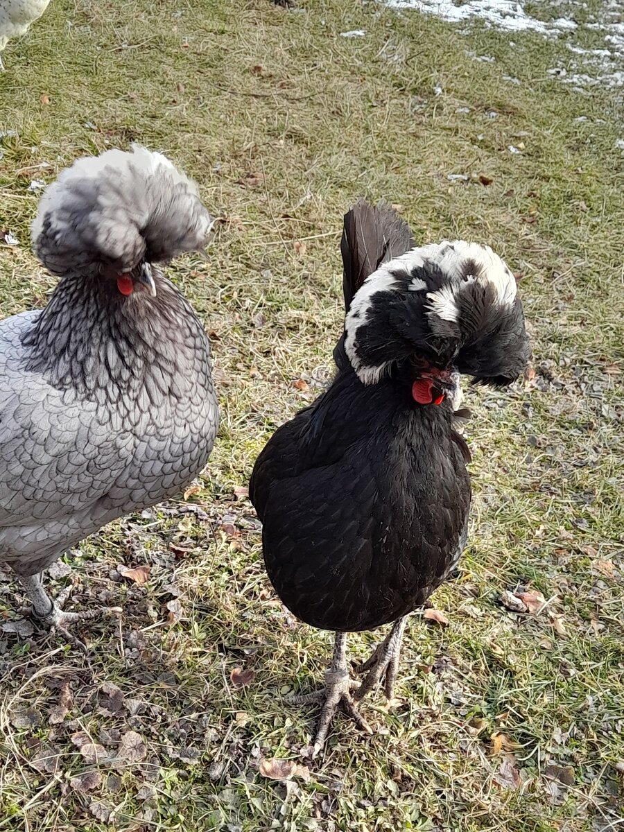 Násadová vejce chocholatých slepic