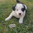 Border collie štěňata