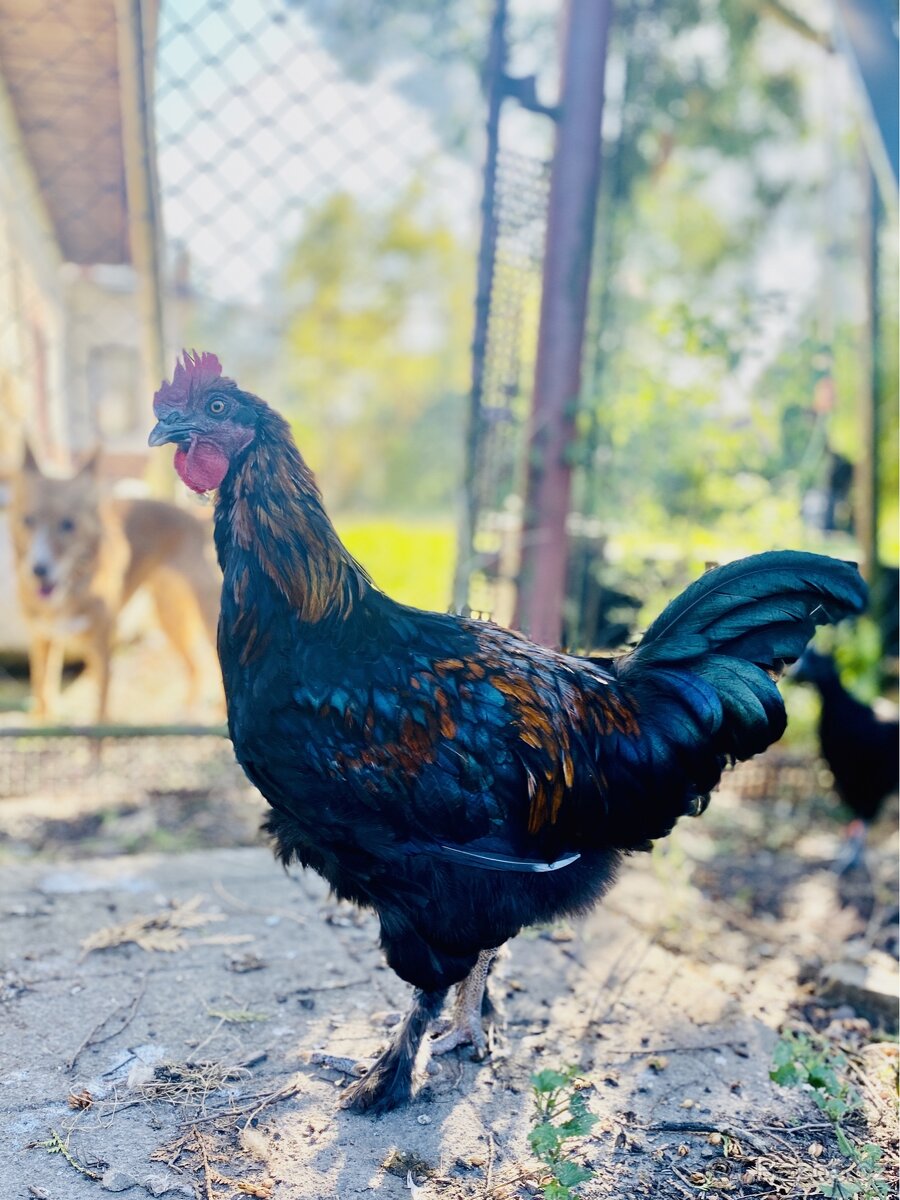 Kohout Marans