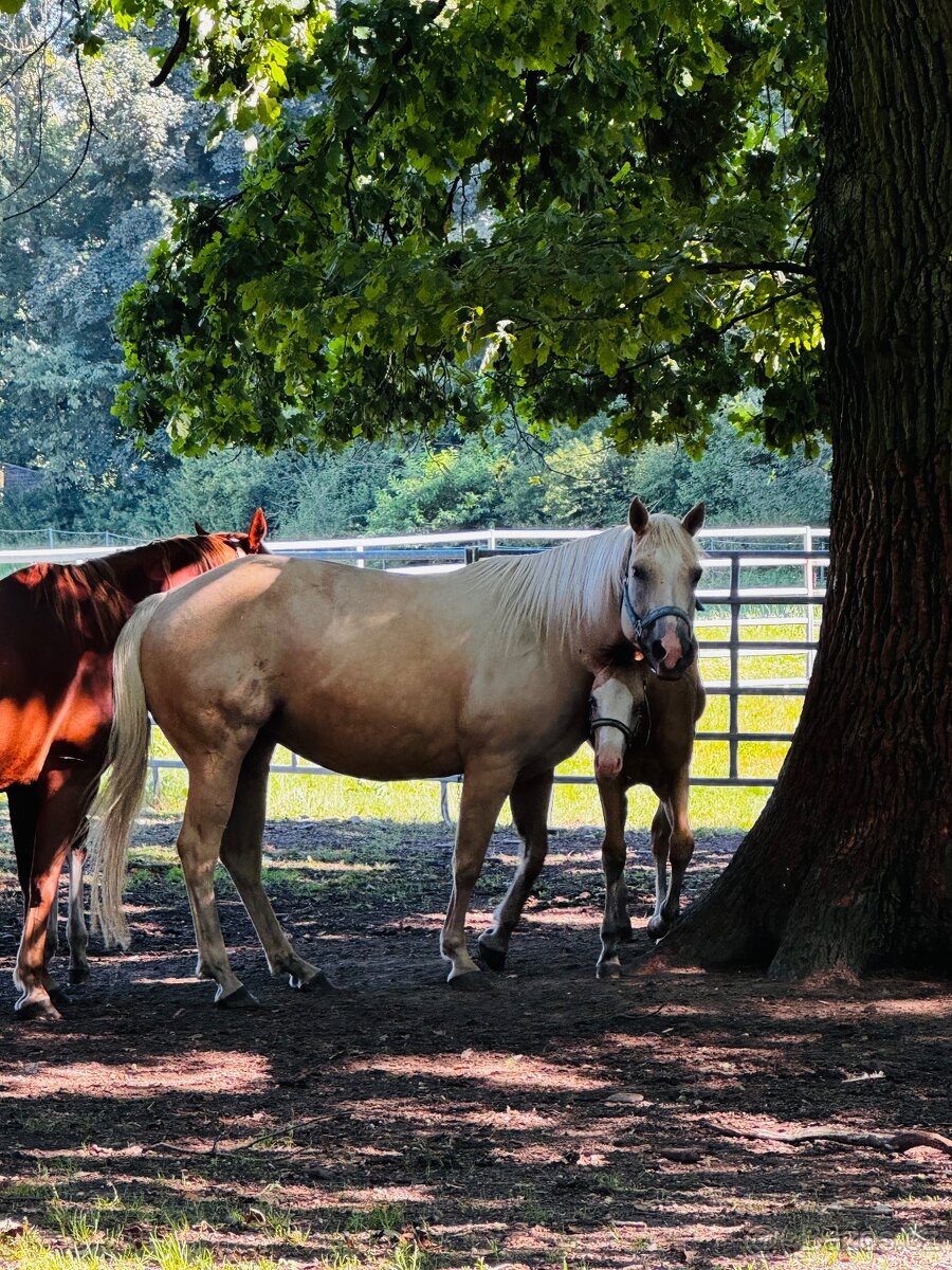 Qh-Quarter horse