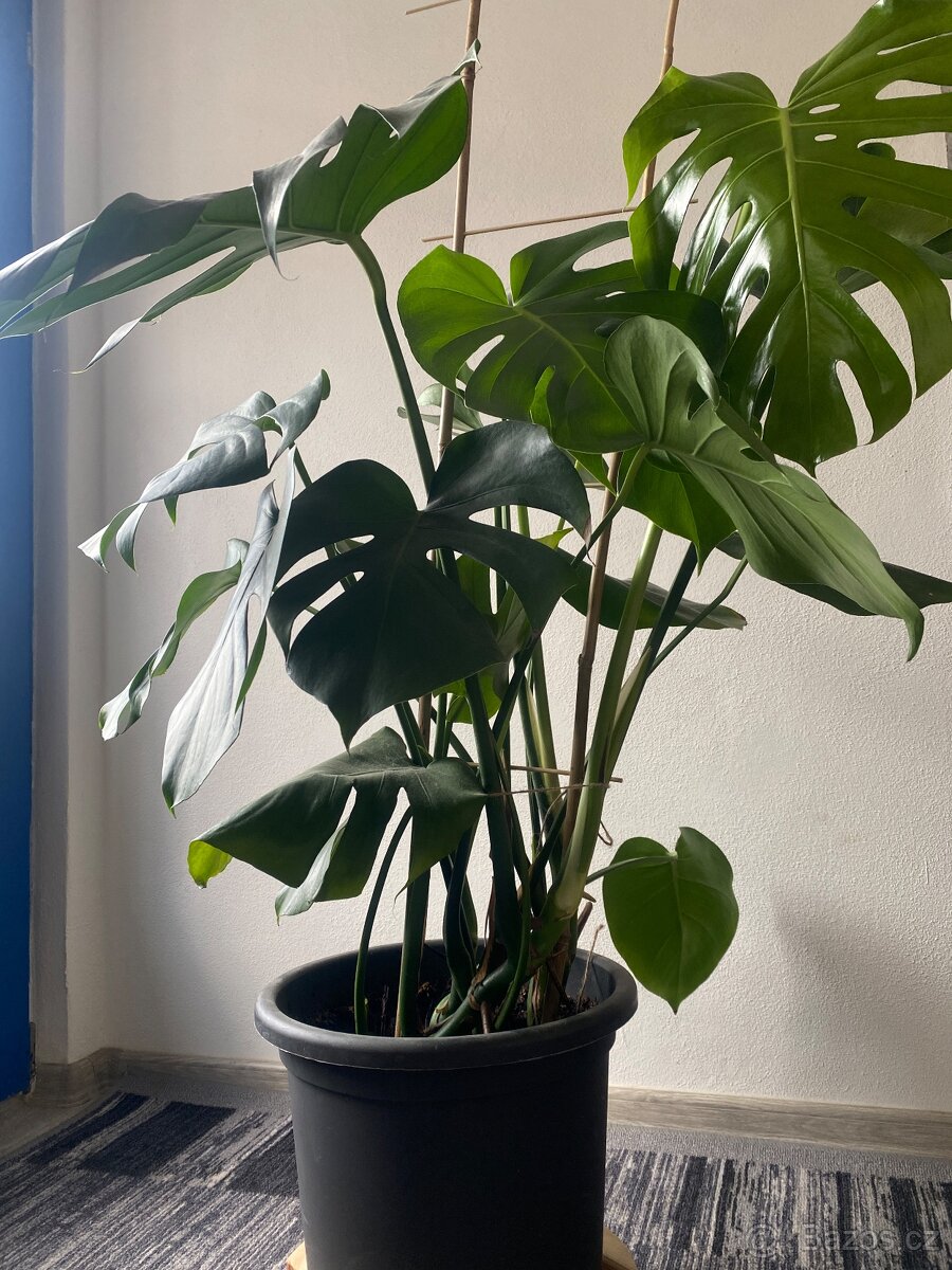 Monstera