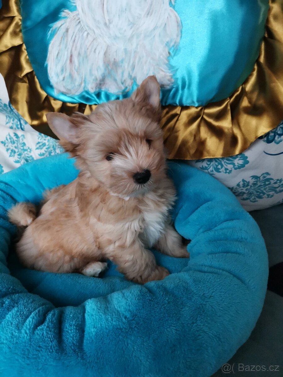 Yorkshire Terrier golddust blond  Xawerek