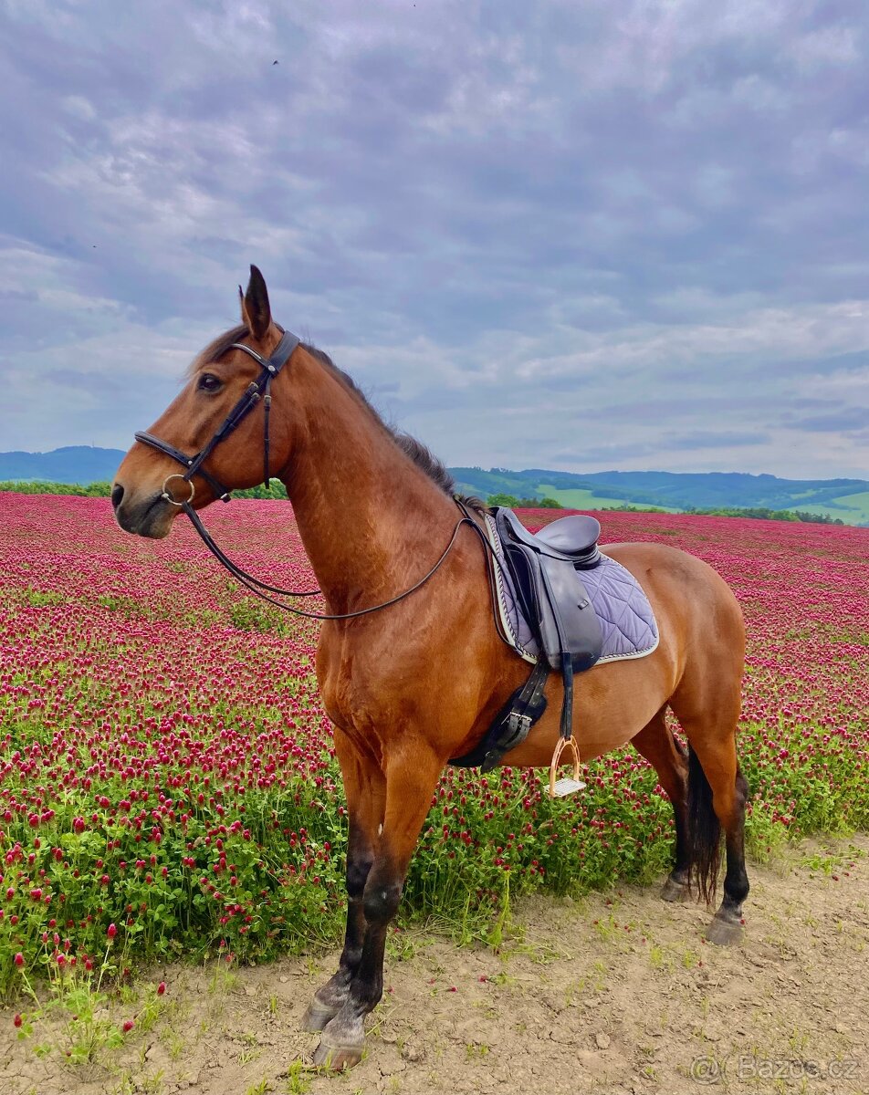 drezurni sedlo Prestige Appaloosa