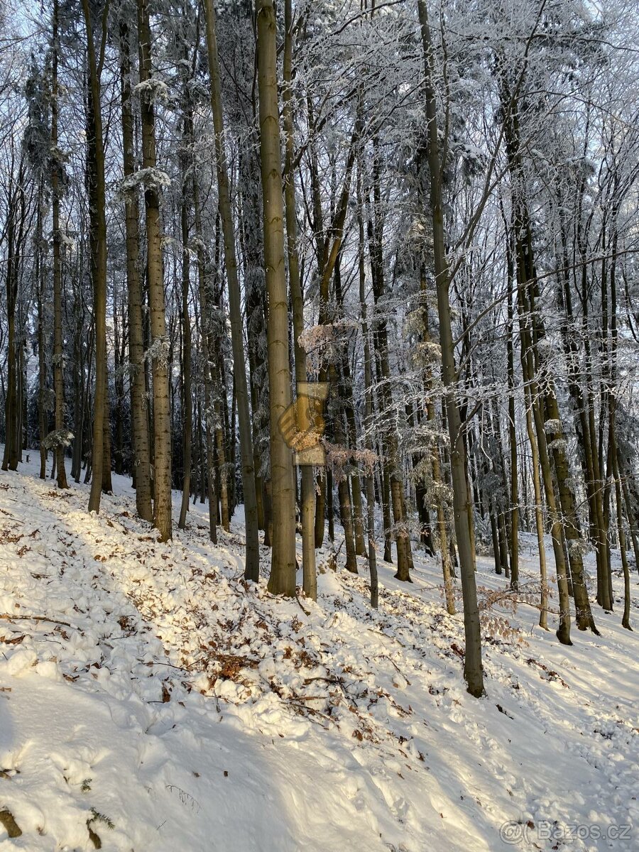 Prodej les, CP 11 626 m2, Hovězí, okres Vsetín