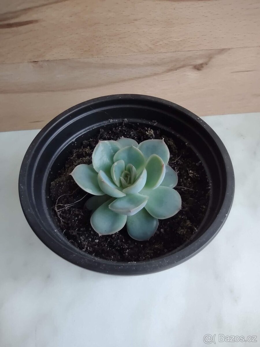 Echeveria pulidonis