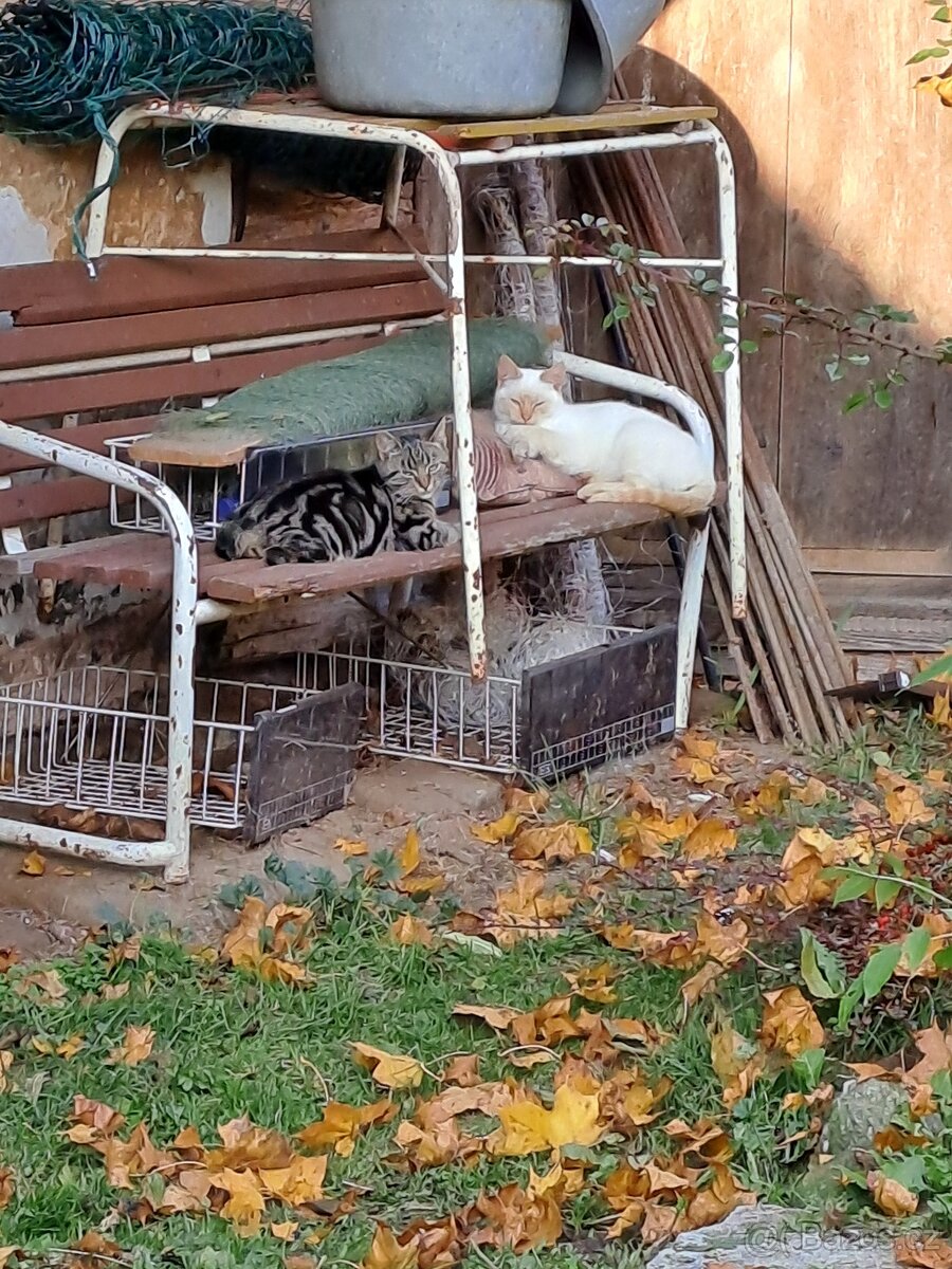 Rezervován: Daruji do dobrých rukou bílého kocourka