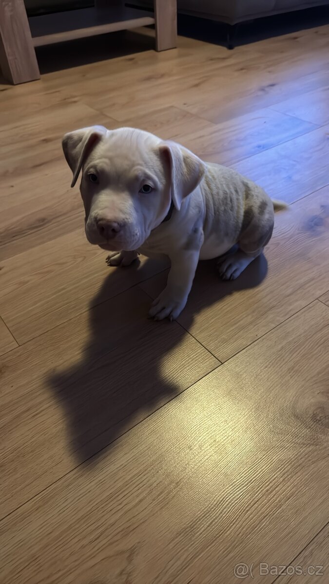 American bully pocket