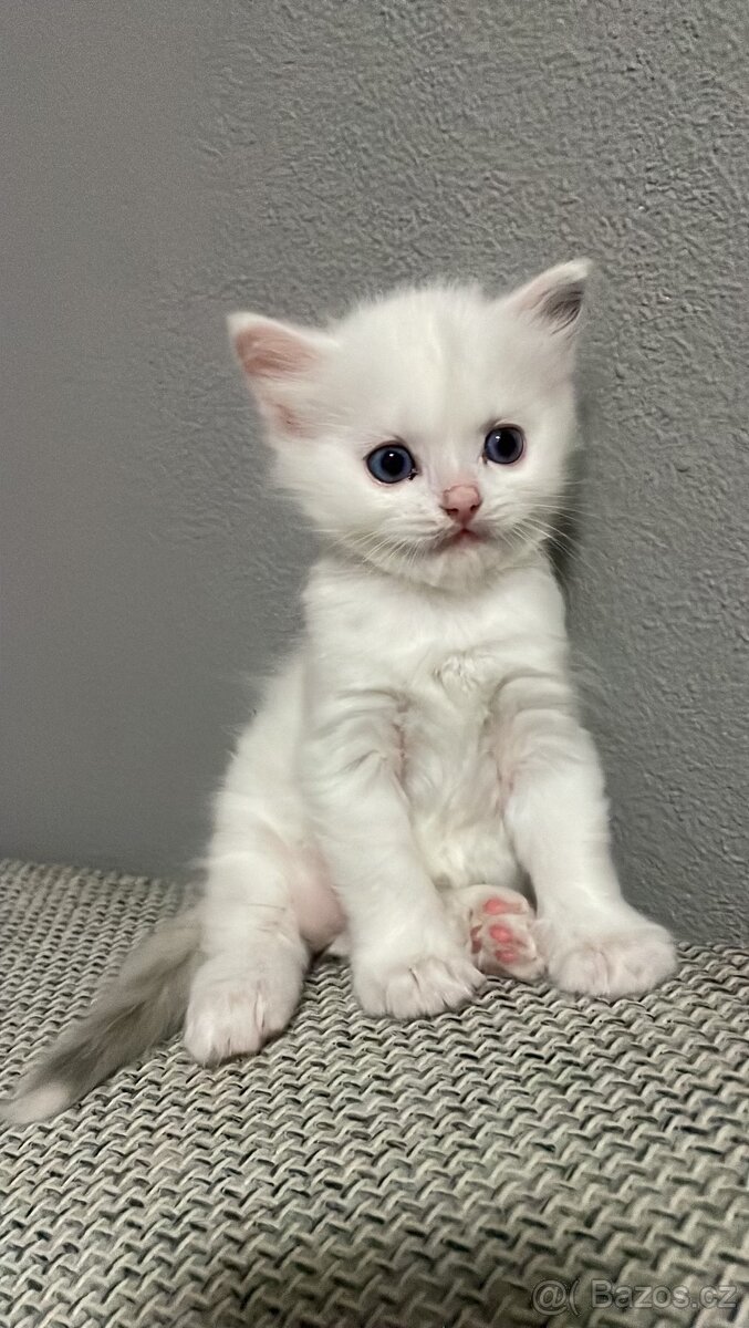 White Ragdoll bez PP koucourek