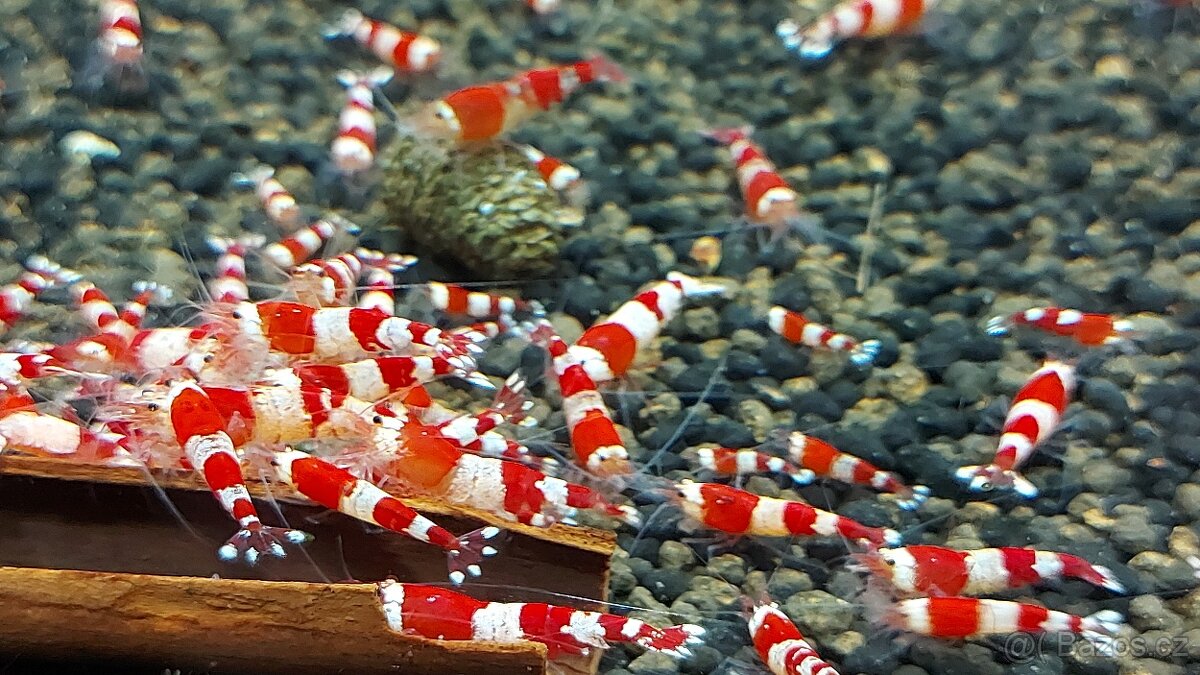 krevetky Caridina