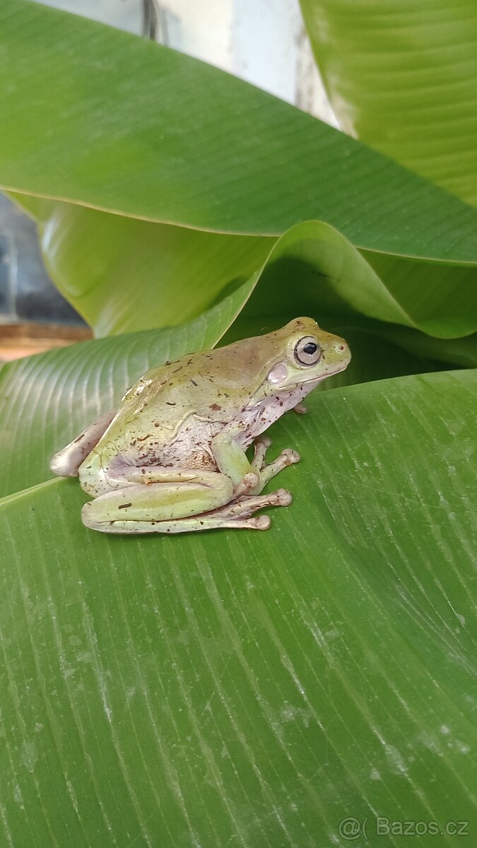 Rosnice siná (Litoria caerulea)