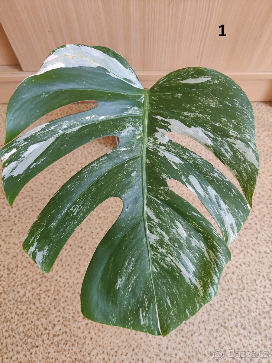 Monstera deliciosa albo variegata