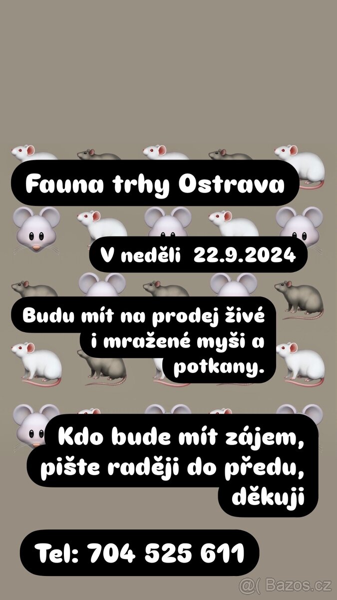 Fauna trhy Ostrava hlodavci