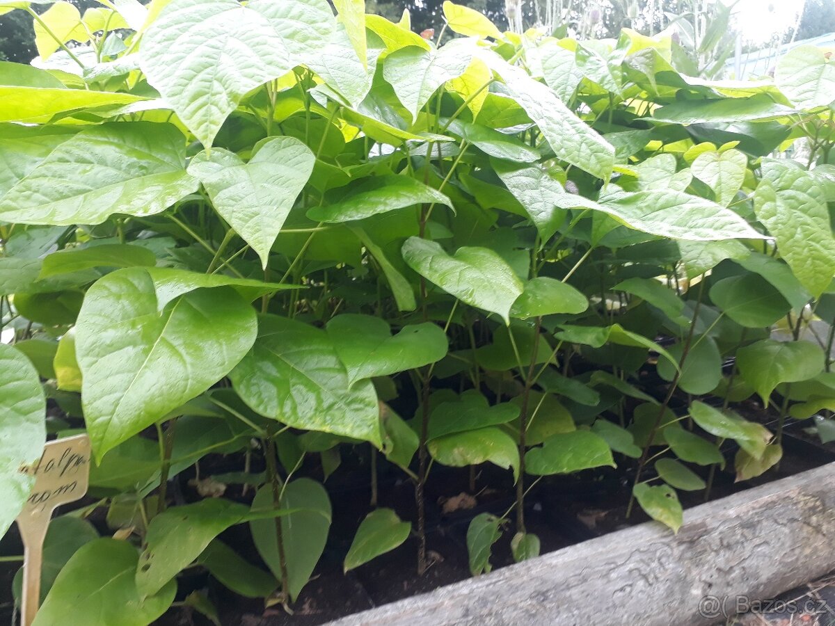 Catalpa bignoides