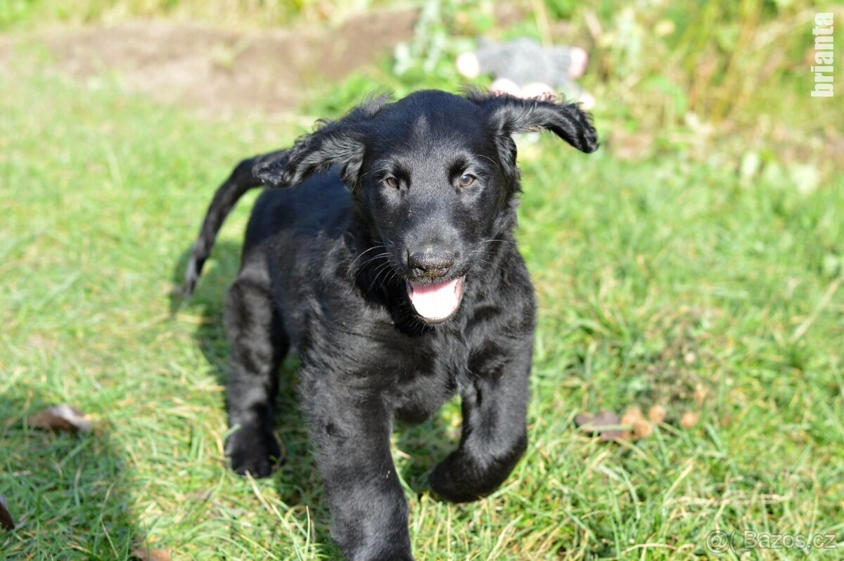 Flat Coated Retriever - s PP