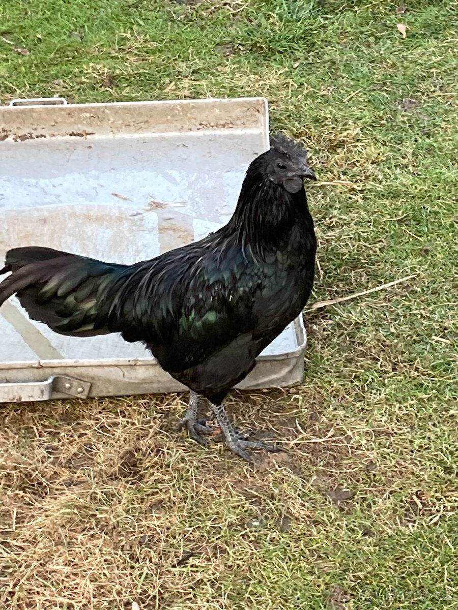 Ayam Cemani