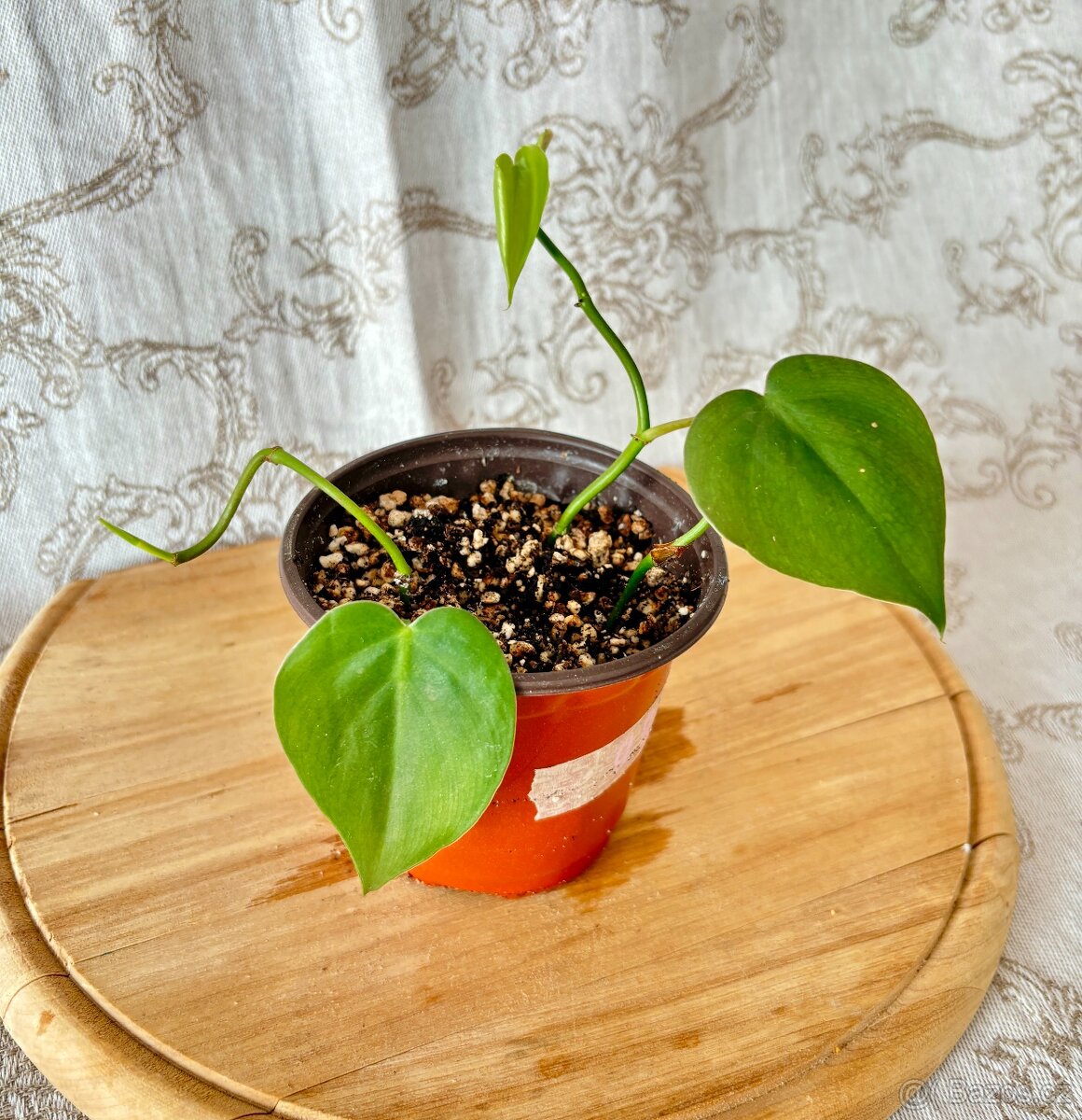 Philodendron scandens tři sazenice v jednom květináči