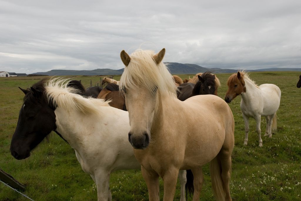 Koupím Pony