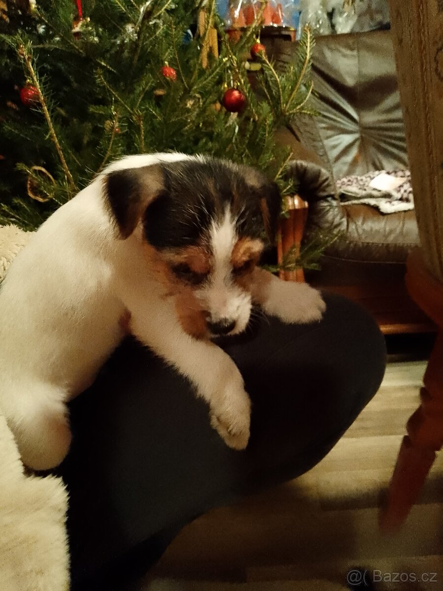 Poslední dvě štěňata Parson Russel terrier