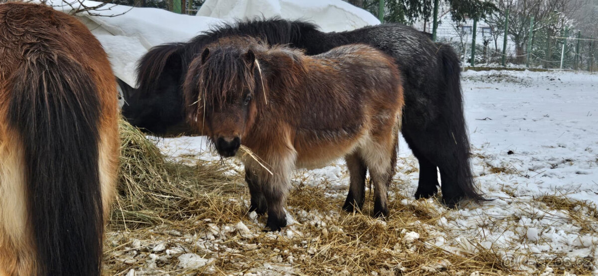 Shetland pony