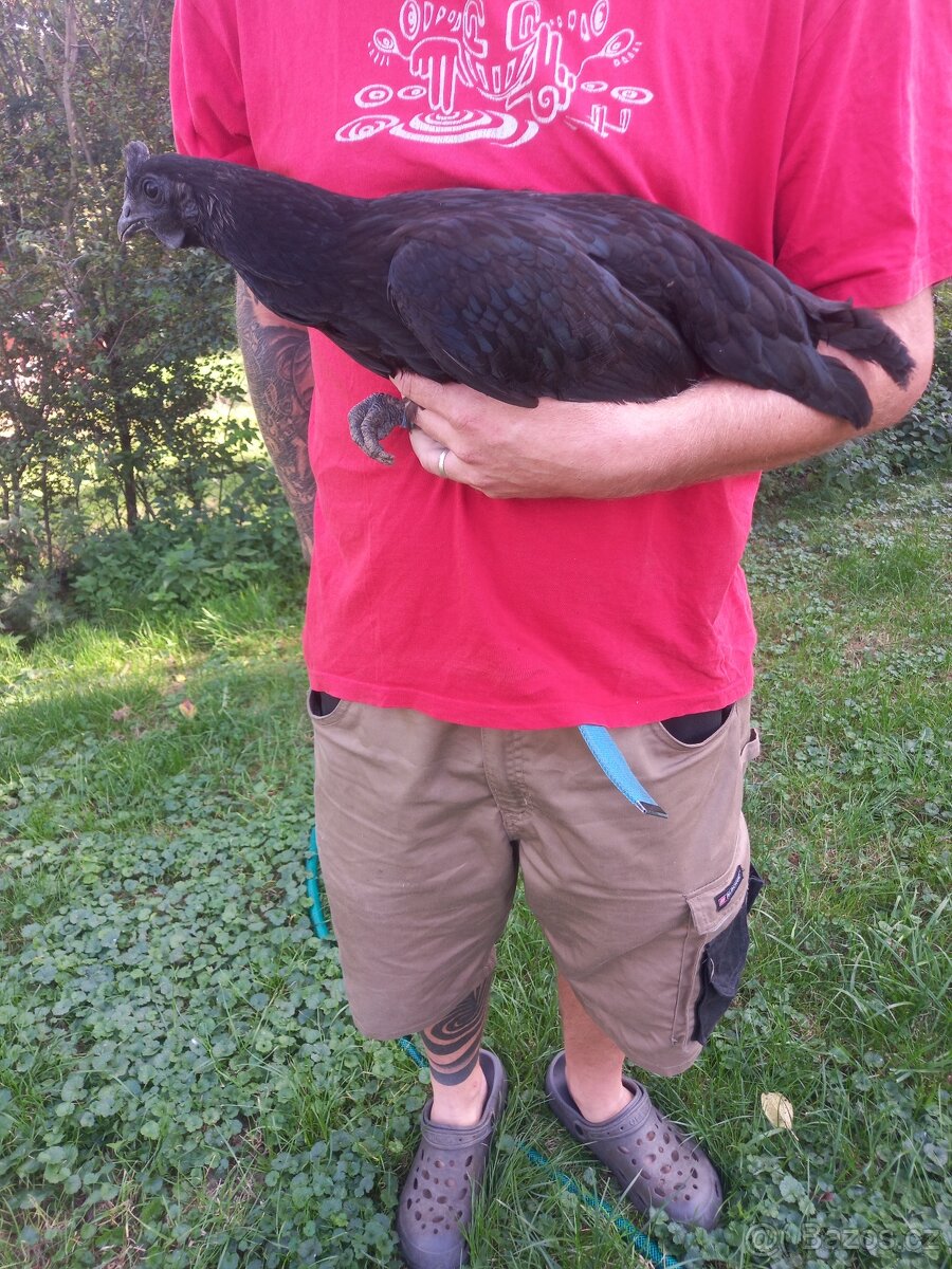 Ayam cemani