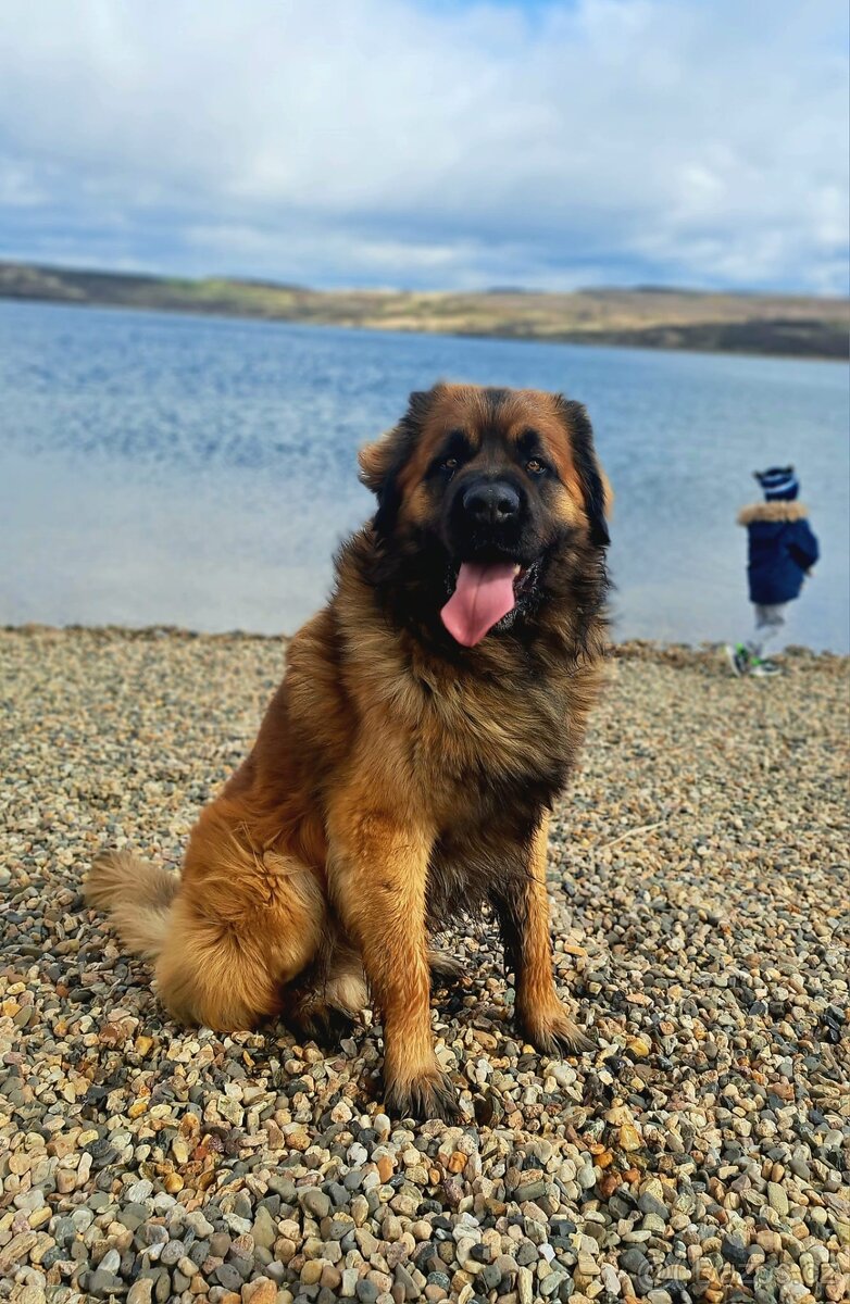 Leonberger