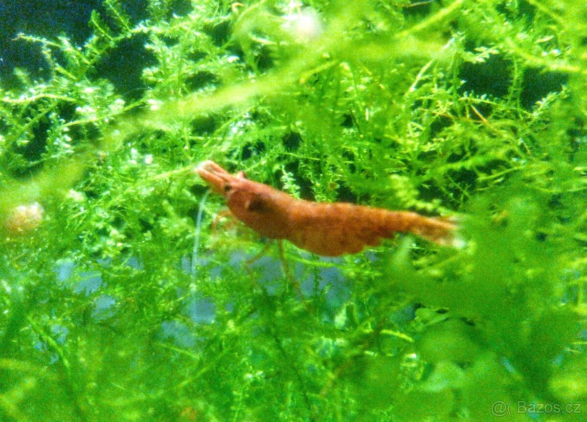 NEOCARIDINA RED CHERRY 2-3 000 ks běžně k mání