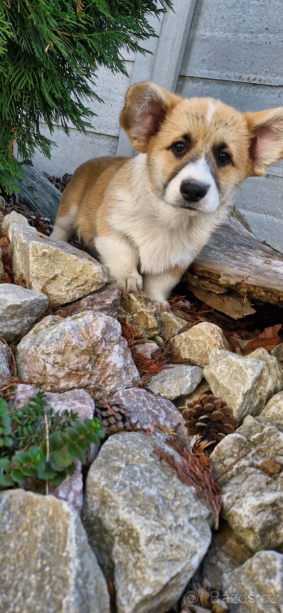 Welsh Corgi Pembroke s pp