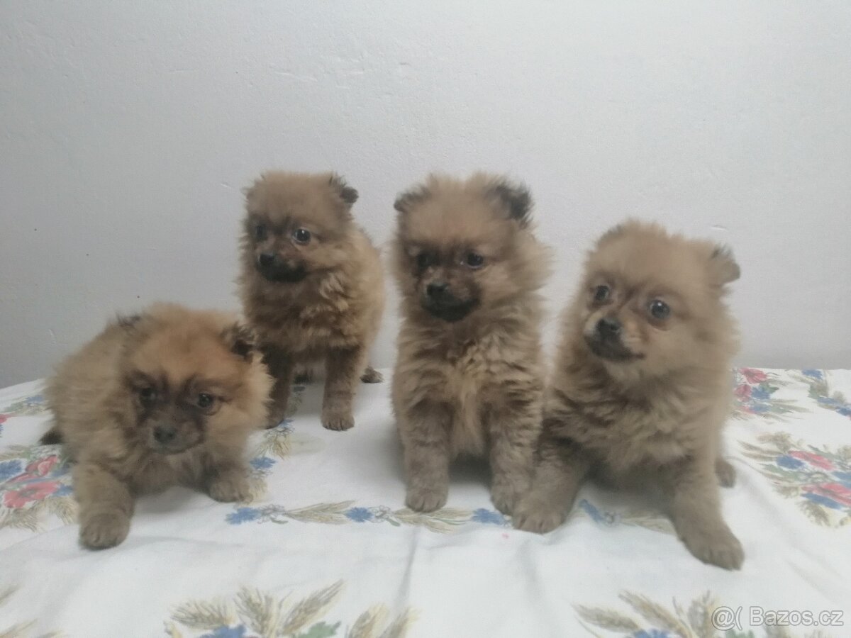 Oranžový špic pomeranian