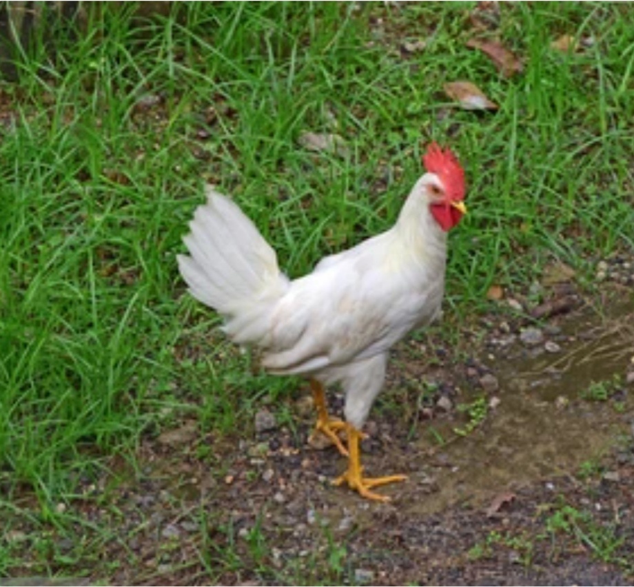 Leghorn kohoutci