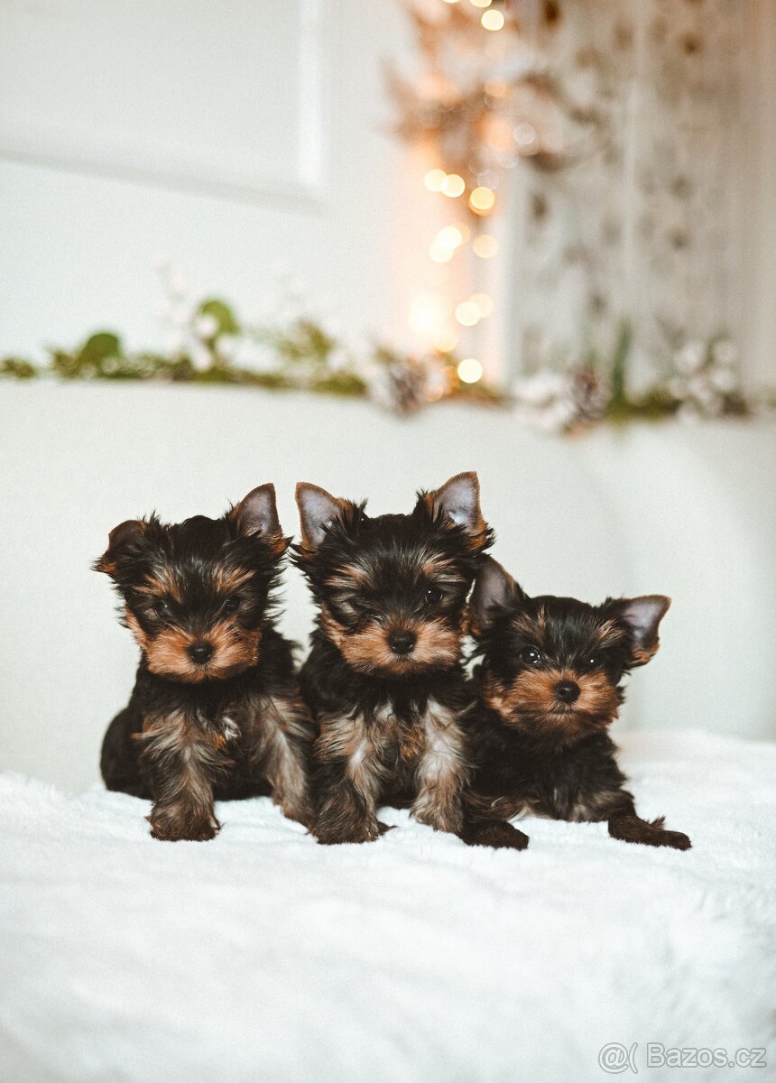 Šteniatka YORKSHIRE TERRIER s PP (FCI) rodokmeňom