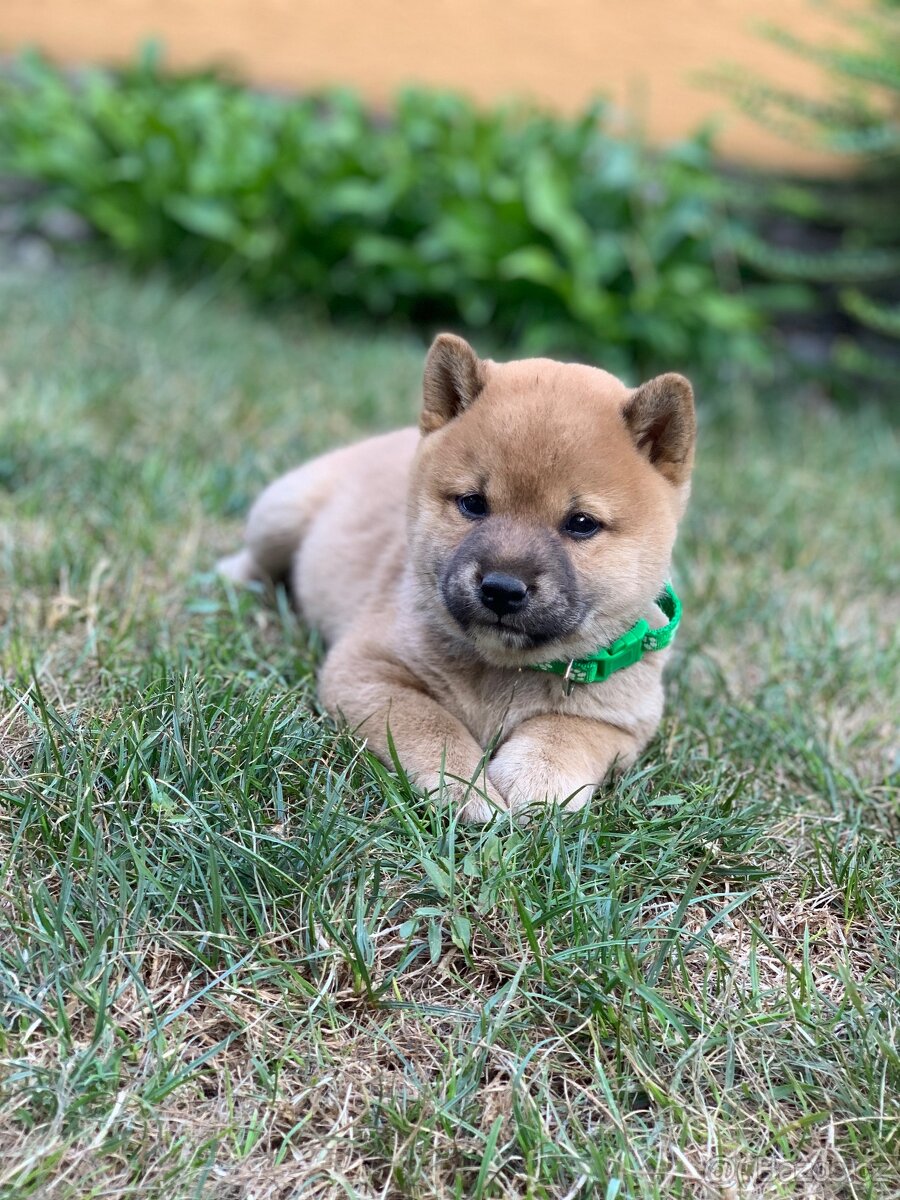 Shiba inu