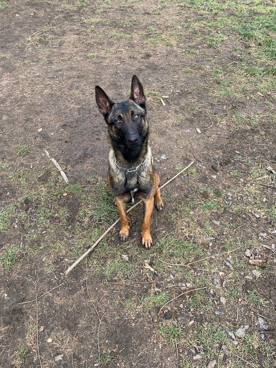 Prodám 10m štěně feny malinois s PP, import