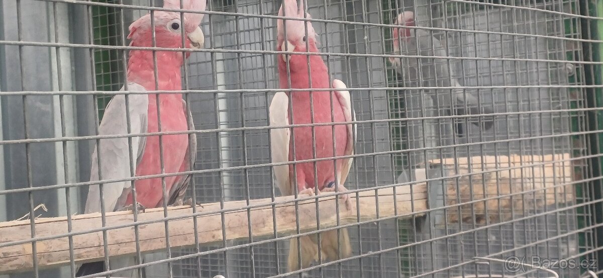 Kakadu růžový, štěpitelní samci a  lutino samice DNA.