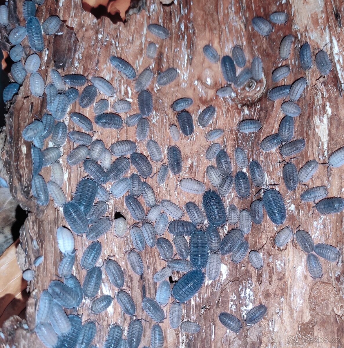 Armadillidium peraccae