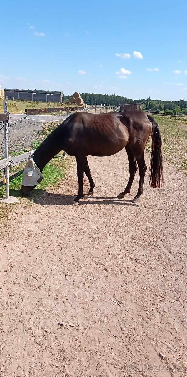 3,5 letá klisna černá hnědka s PP