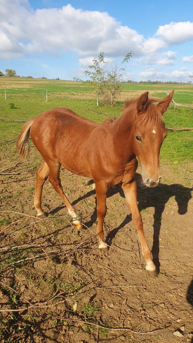 Český sportovní pony