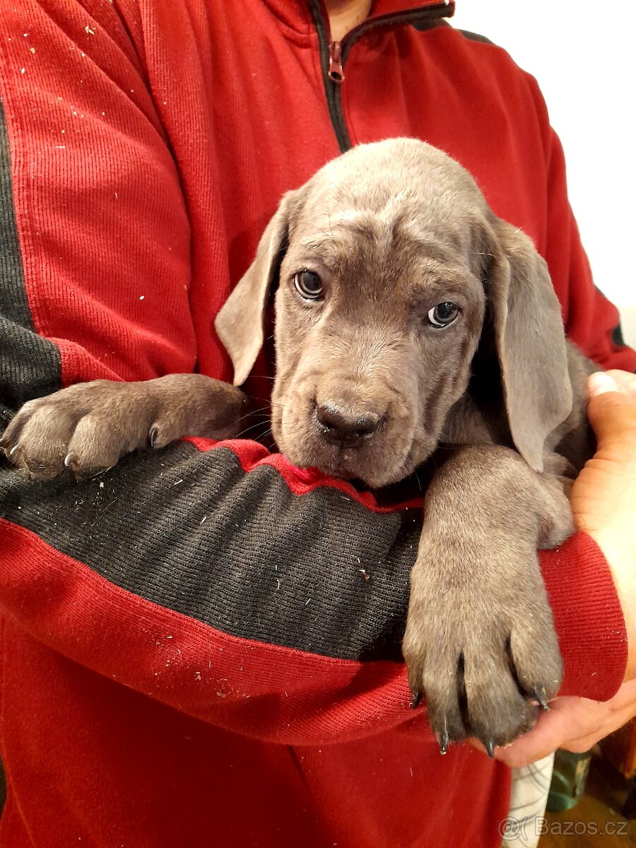 Cane Corso - štěňata