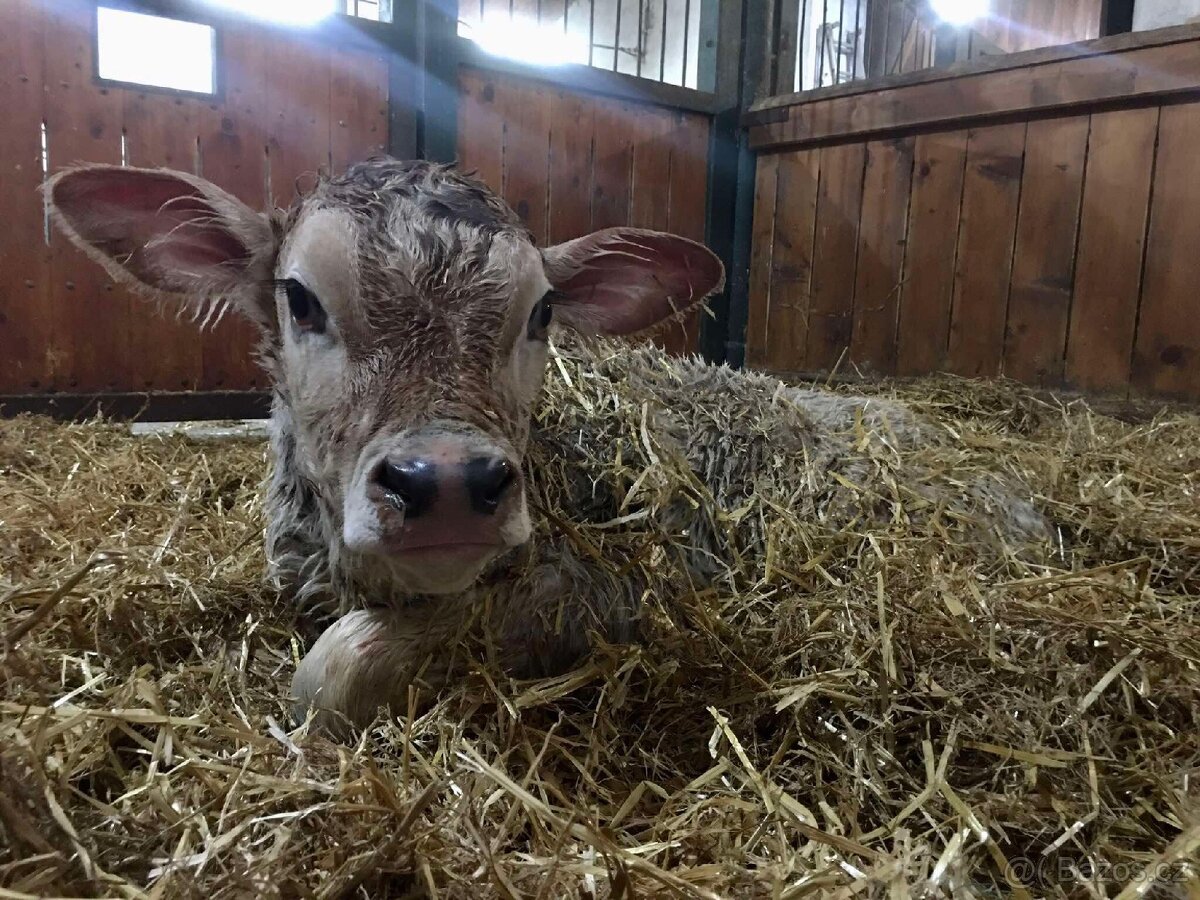 Býček Brown Swiss