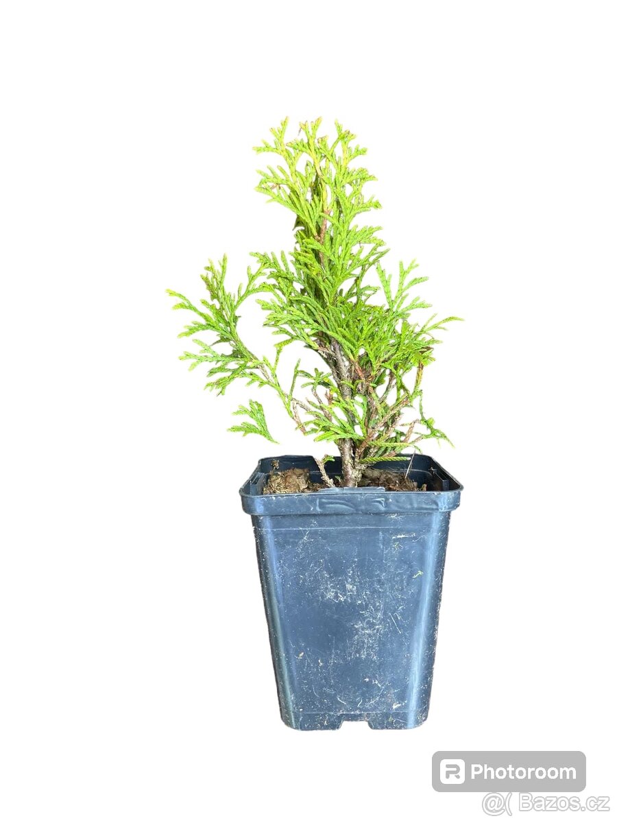 Thuja occidentalis SMARAGD 20-40cm - Thuje, Tuje, Tuja