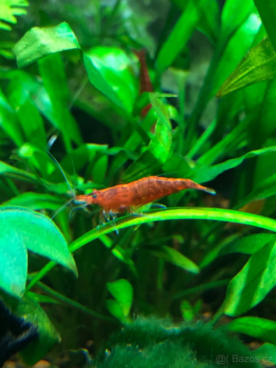 Prodám Neocaridina davidi var. Sakura