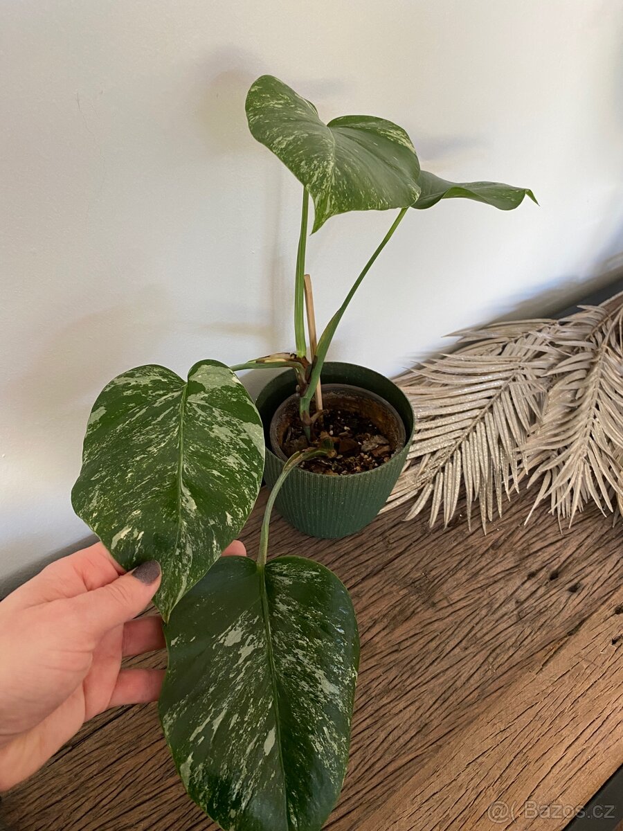 Monstera albo varieg.