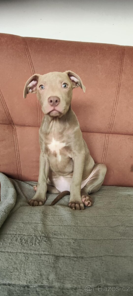 Americký pitbulterier pitbul pitbull silver fawn rarita