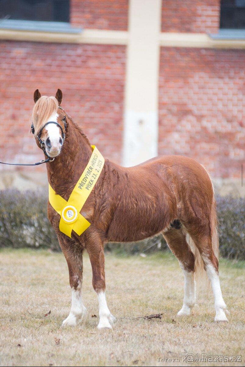 Připouštění Belgickým hřebcem Welsh mountain pony