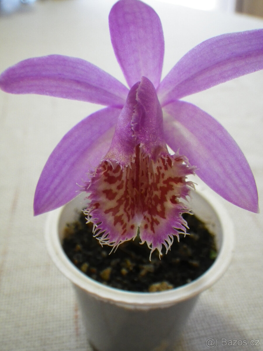 Venkovní orchidej Pleione